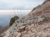 Artemisia caucasica