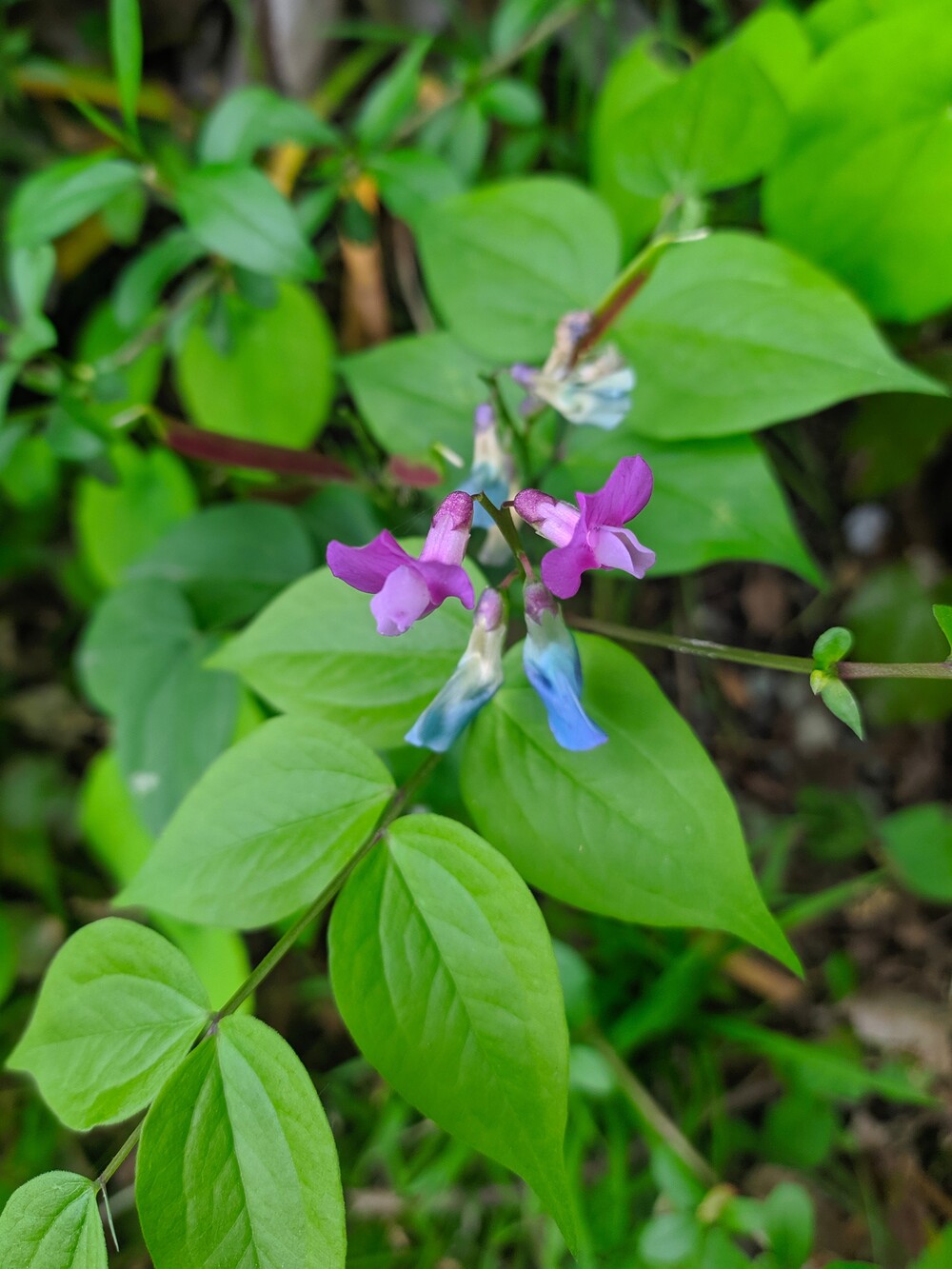 Изображение особи Lathyrus vernus.