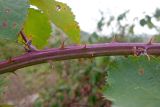 Rubus lloydianus