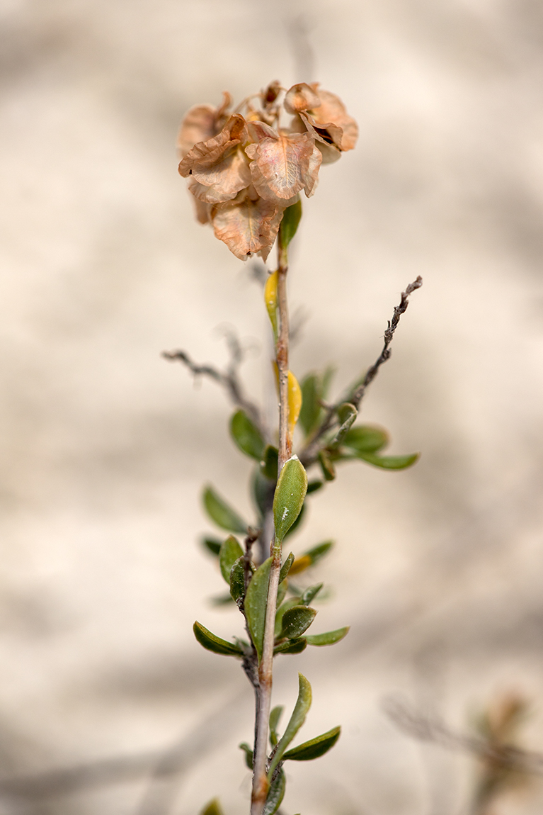 Image of Atraphaxis frutescens specimen.