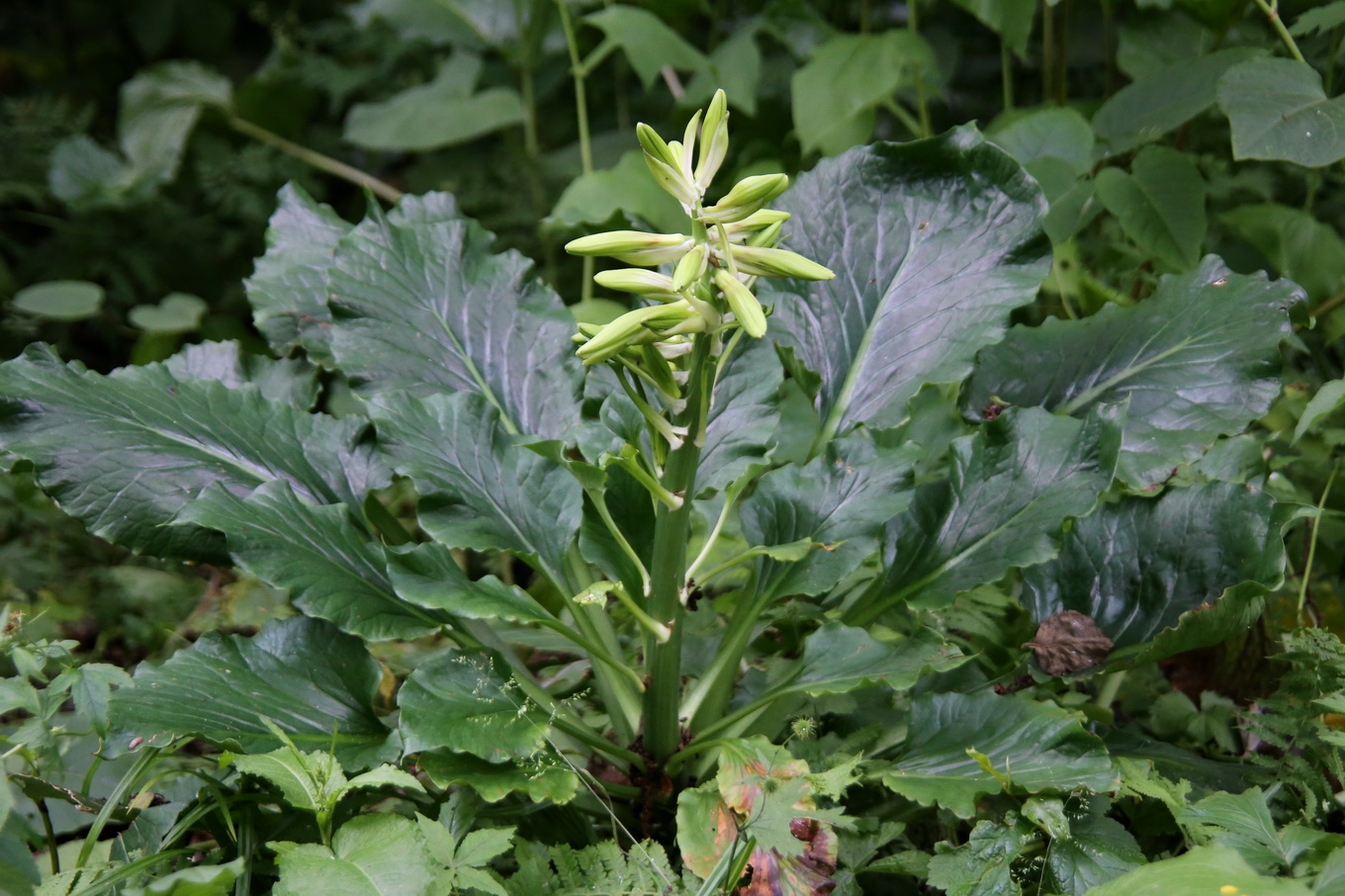 Изображение особи Cardiocrinum cordatum.