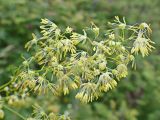 Thalictrum amurense. Верхушечное соцветие. Хабаровский край, окр. г. Комсомольск-на-Амуре, разнотравный луг. 25.07.2024.