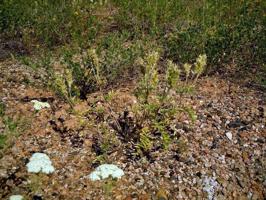 Изображение особи Oxytropis pilosa.