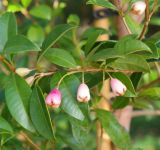 genus Syzygium. Верхушка побега с плодами. Крым, городской округ Ялта, с. Оползневое, Mriya Resort, парк. 10.11.2023.