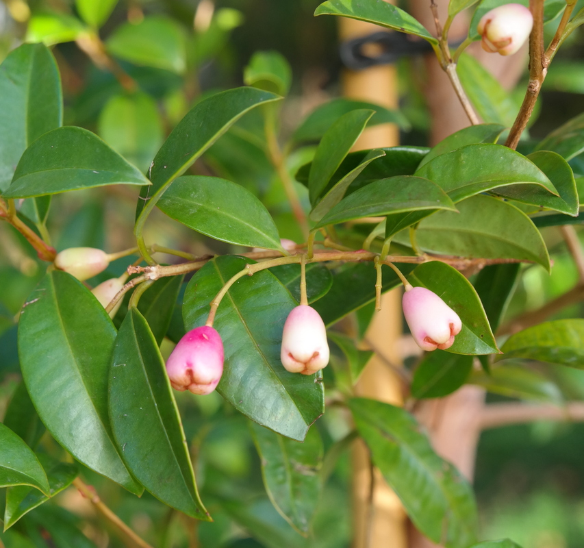 Image of genus Syzygium specimen.