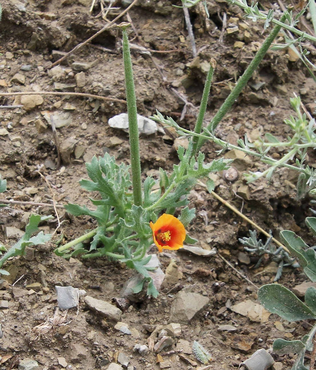 Image of Glaucium corniculatum specimen.