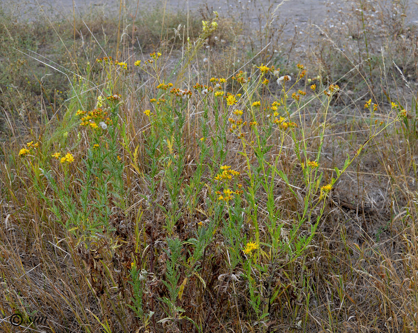 Image of Senecio erucifolius specimen.