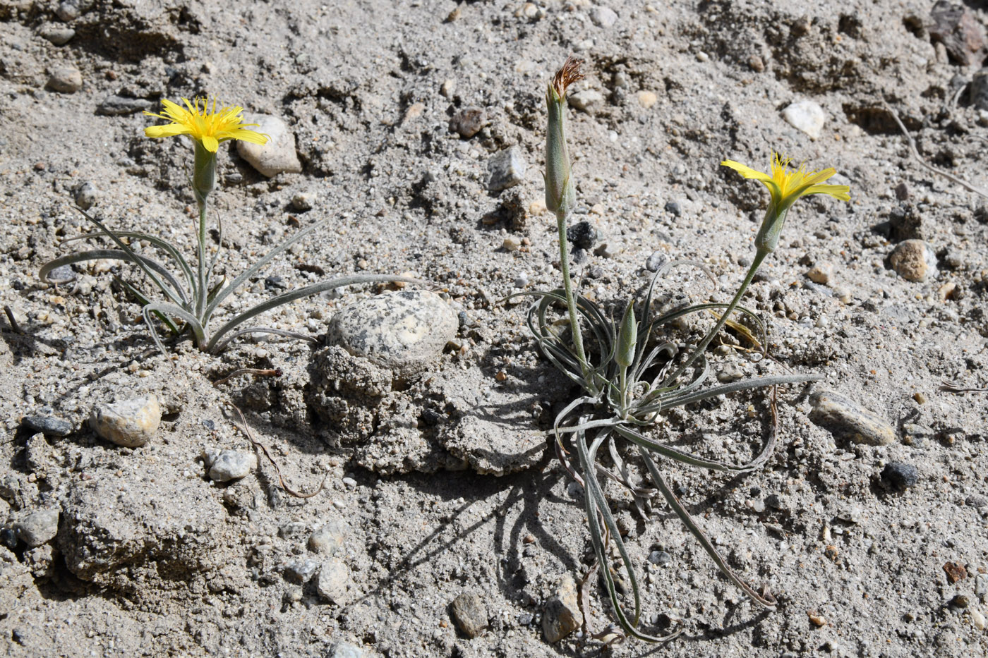 Изображение особи Scorzonera pubescens.