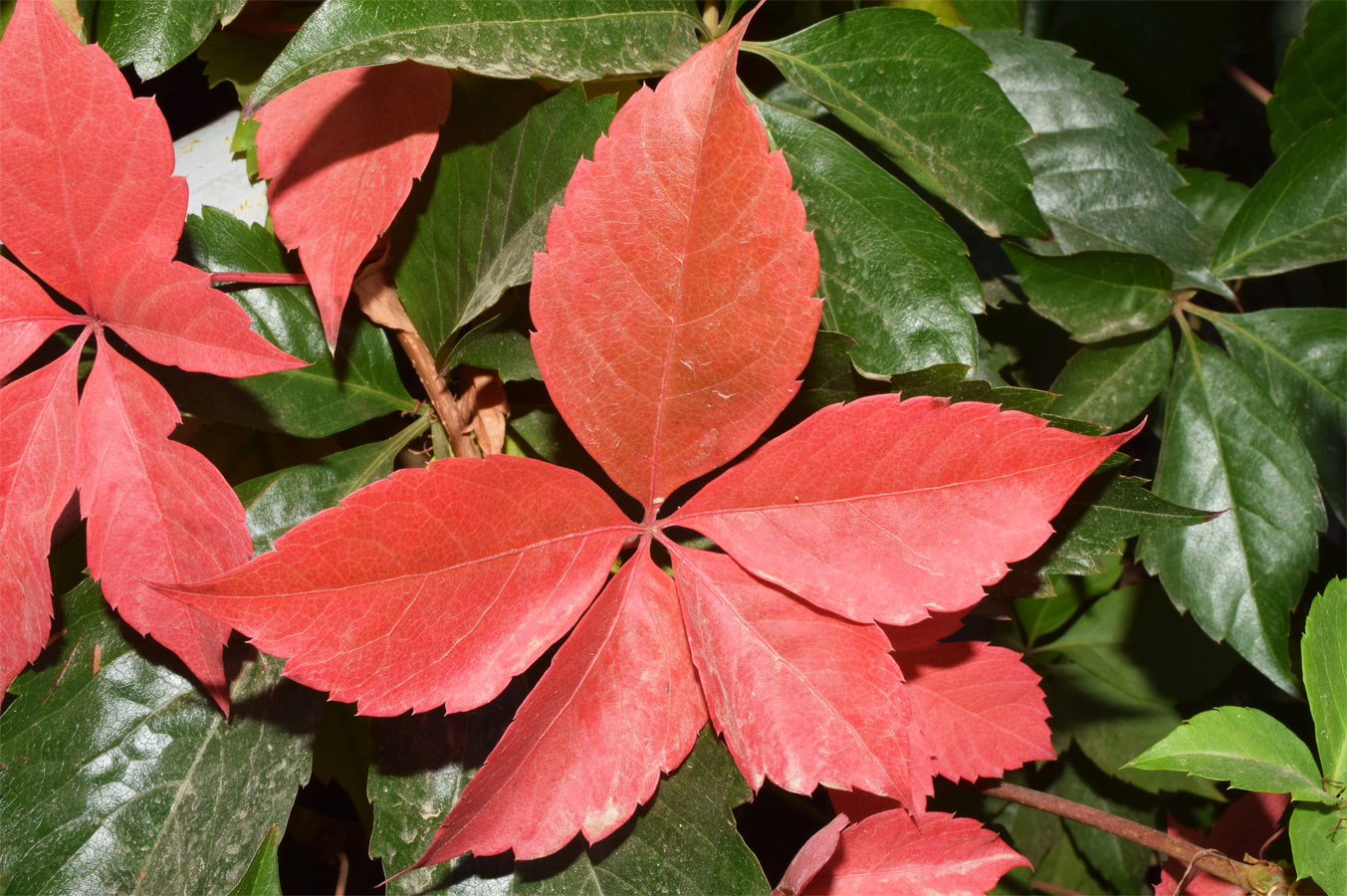 Изображение особи Parthenocissus quinquefolia.