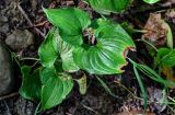 Maianthemum dilatatum