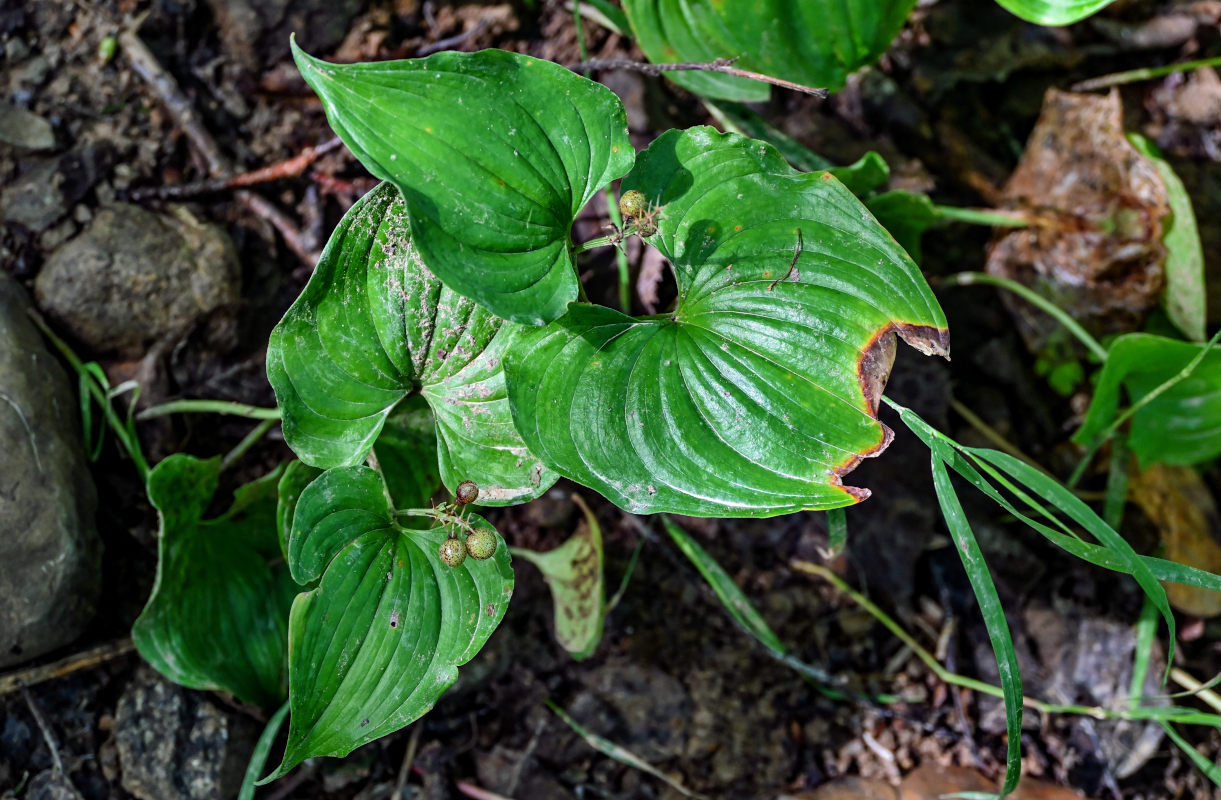 Image of Maianthemum dilatatum specimen.