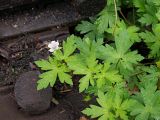 Geranium sibiricum