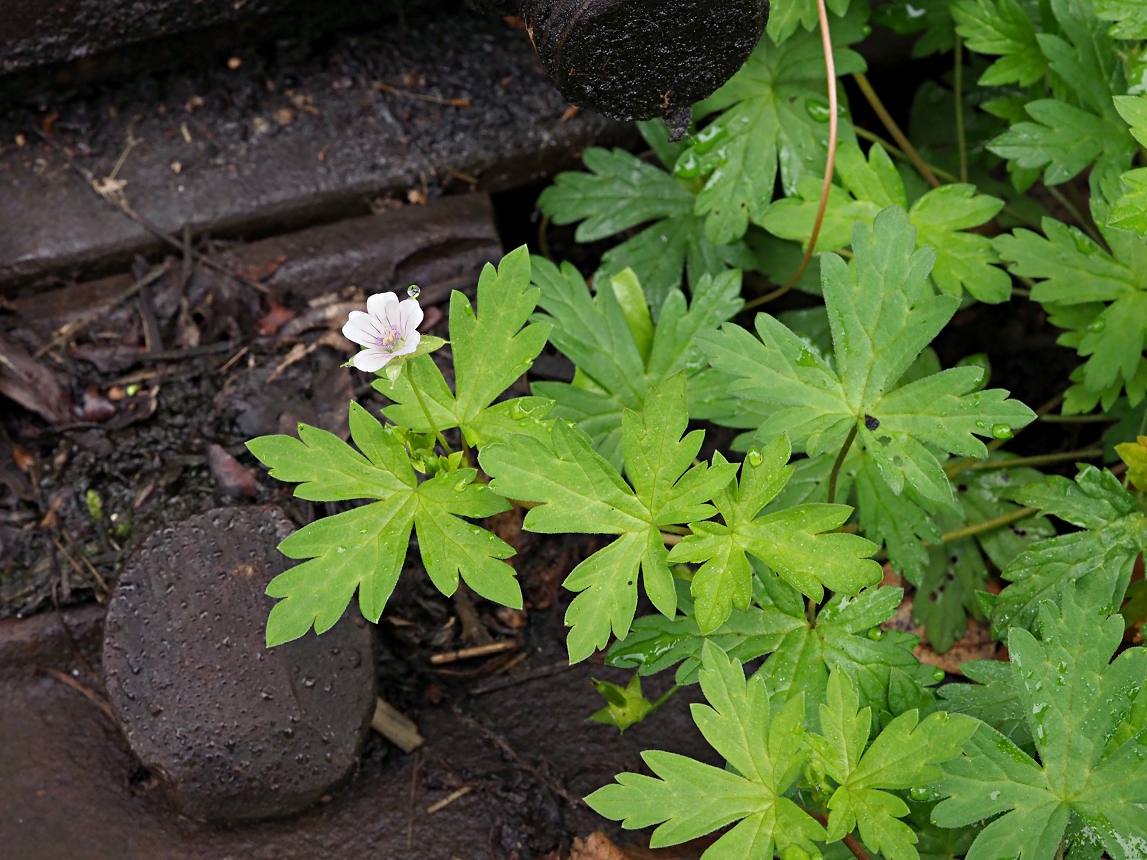 Изображение особи Geranium sibiricum.