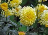 Chrysanthemum indicum. Соцветия. Московская обл., Раменский р-н, окр. дер. Хрипань, садовый участок. 12.09.2024.