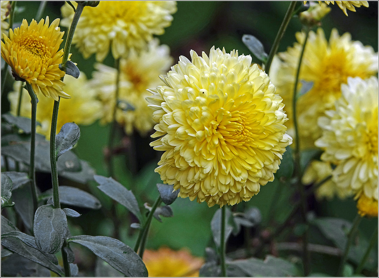 Image of Chrysanthemum indicum specimen.