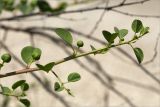 Capparis herbacea