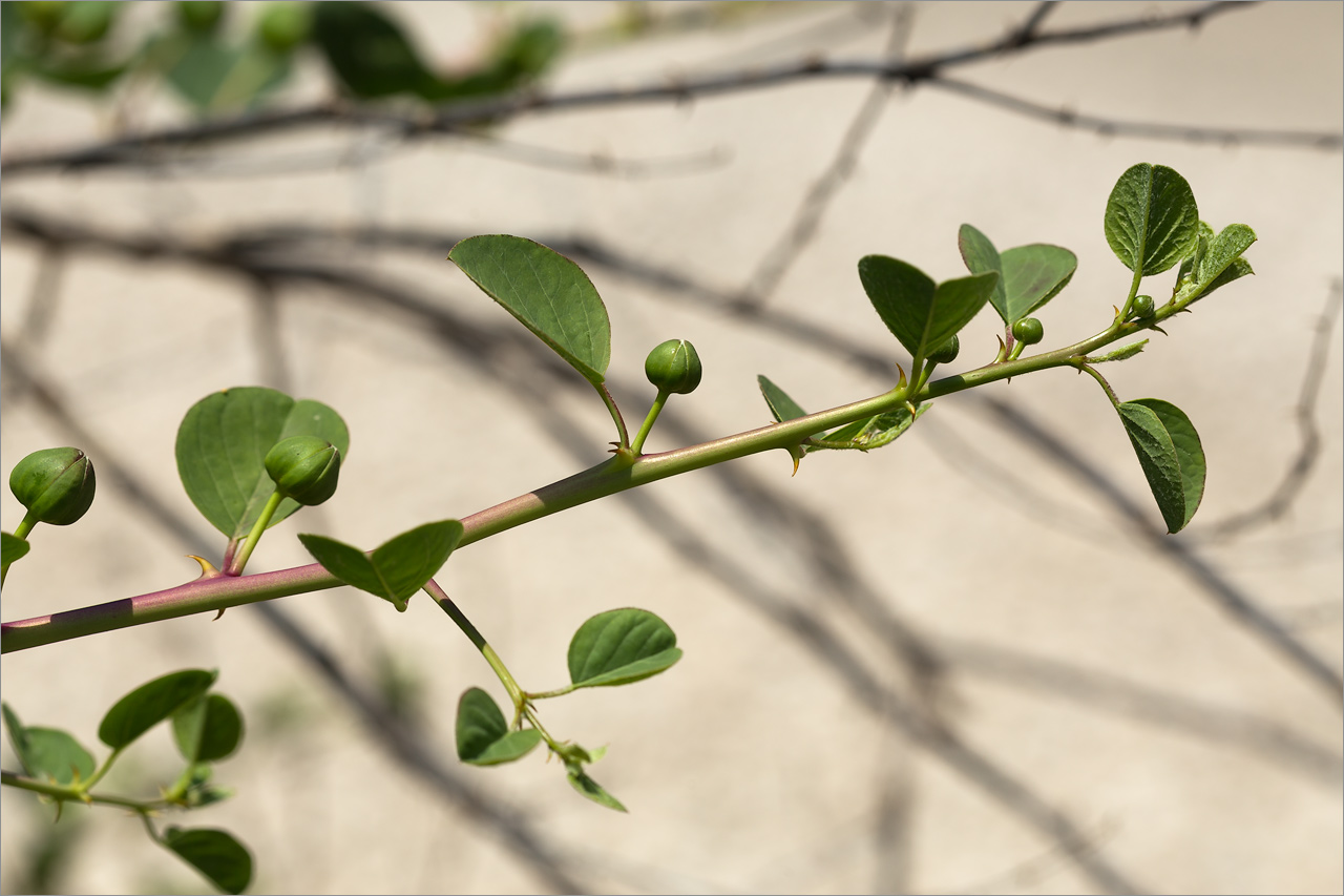 Image of Capparis herbacea specimen.