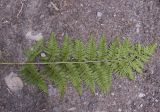 Dryopteris dilatata. Вайя (вид на абаксиальную поверхность). Кабардино-Балкария, Эльбрусский р-н, Терскольский лес, подножие горы Чегет. 26 августа 2023 г.