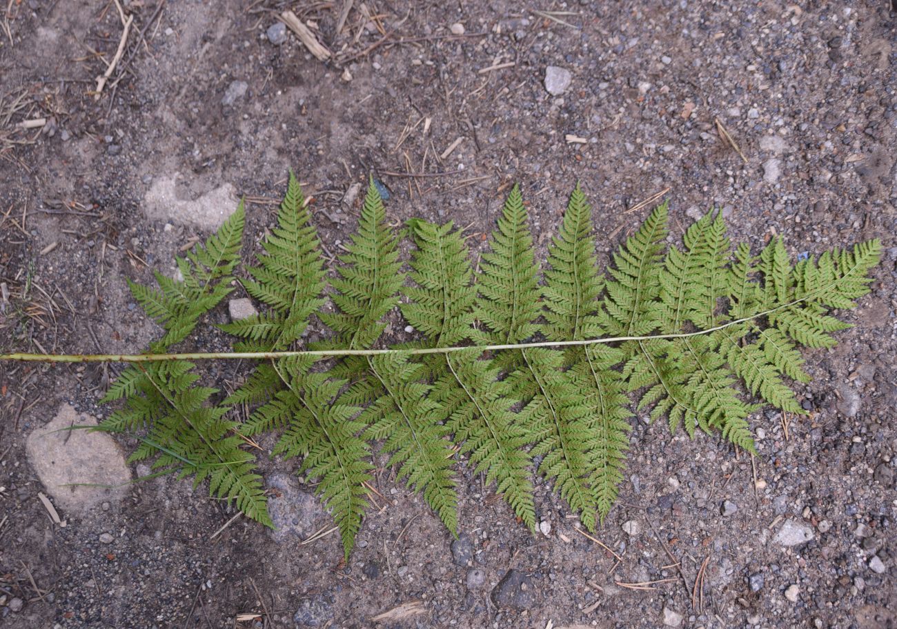 Изображение особи Dryopteris dilatata.