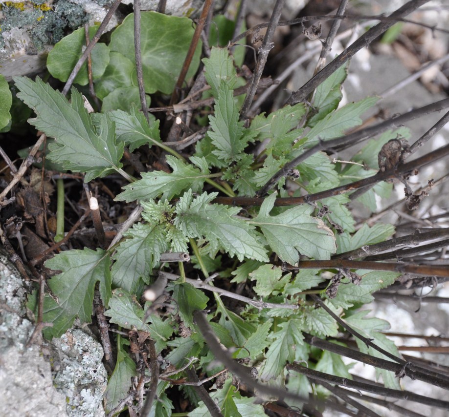 Image of Scrophularia heterophylla specimen.