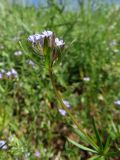 Asperula setosa