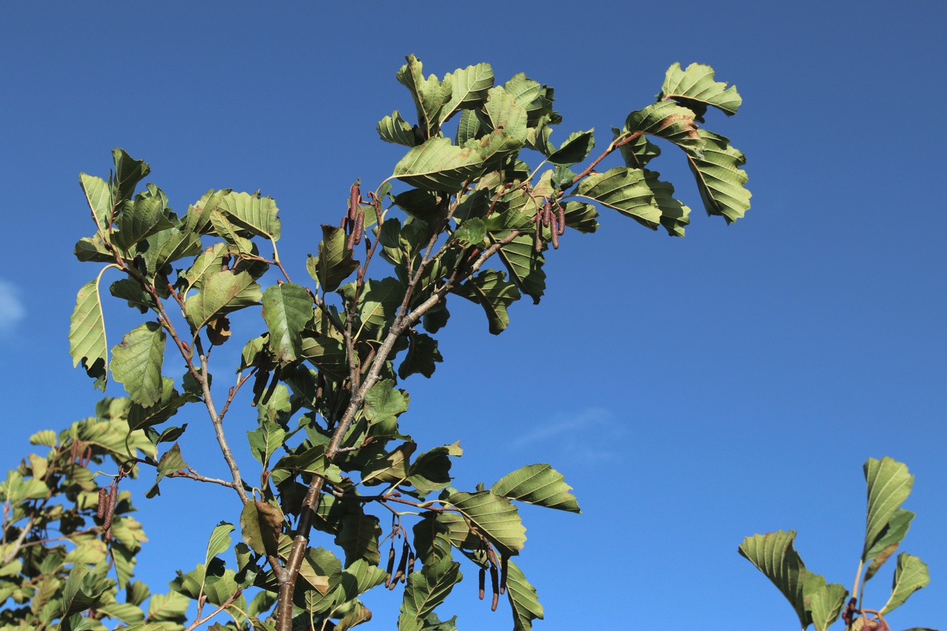 Image of Alnus glutinosa specimen.