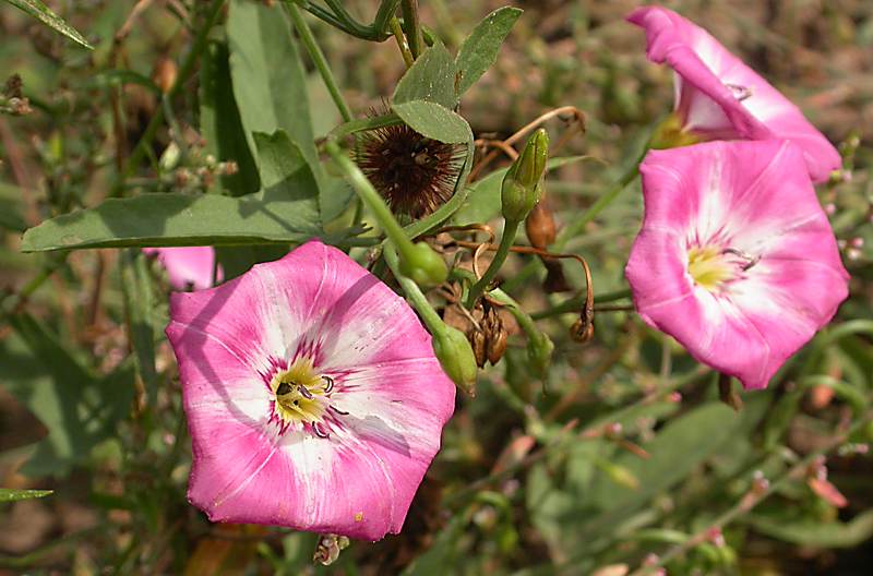 Изображение особи Convolvulus chinensis.