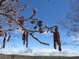 Alnus glutinosa. Ветвь с мужскими соцветиями, прошлогодними соплодиями и распускающимися почками. Ленинградская обл., Ломоносовский р-н, окр. Шепелёвского маяка; п-ов Каравалдай, берег Финского залива, подножие песчаного берегового вала, молодой черноольшаник. 26.04.2024.