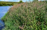 Persicaria lapathifolia. Цветущие растения. Московская обл., Одинцовский гор. округ, окр. г. Звенигород, берег р. Москва, у воды. 18.08.2024.