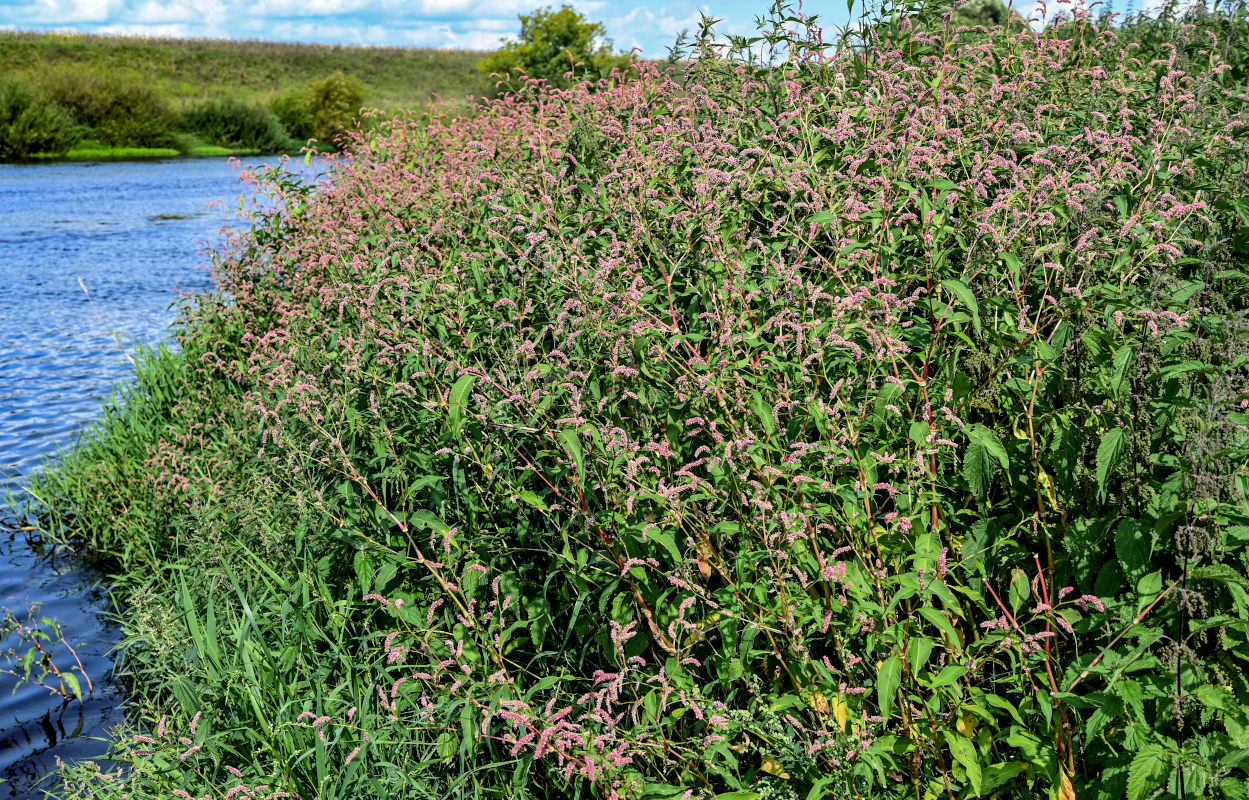 Изображение особи Persicaria lapathifolia.