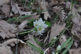 genus Ornithogalum. Цветущее растение. Грузия, край Самцхе-Джавахети, перед входом в крепость Окрос-Цихе, выс. 1700 м н.у.м, дубовые заросли. 26.04.2019.