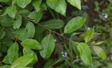 genus Salix. Верхушка побега. Чечня, Шаройский р-н, 500 м восточнее ур. Хиндушты, лес. 1 июля 2024 г.