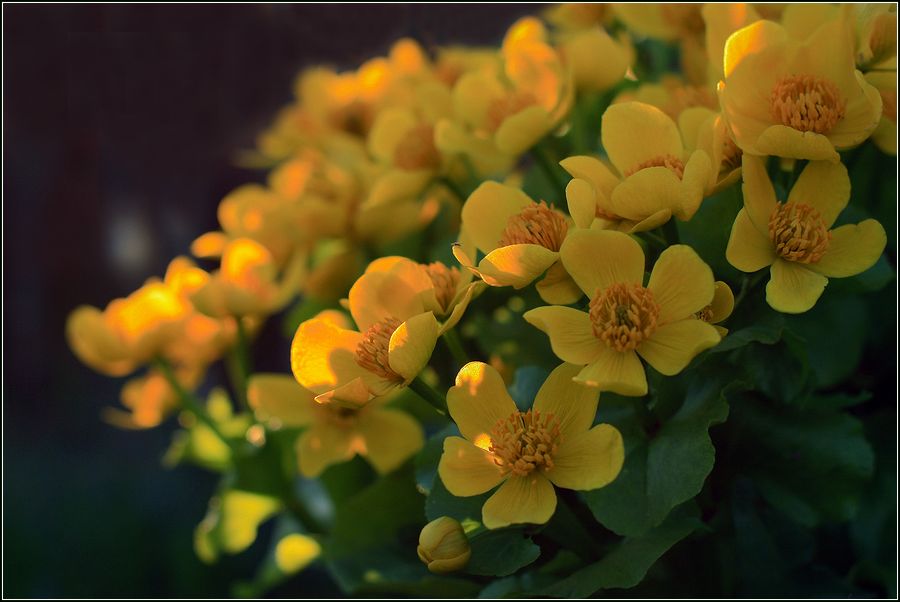 Image of Caltha palustris specimen.