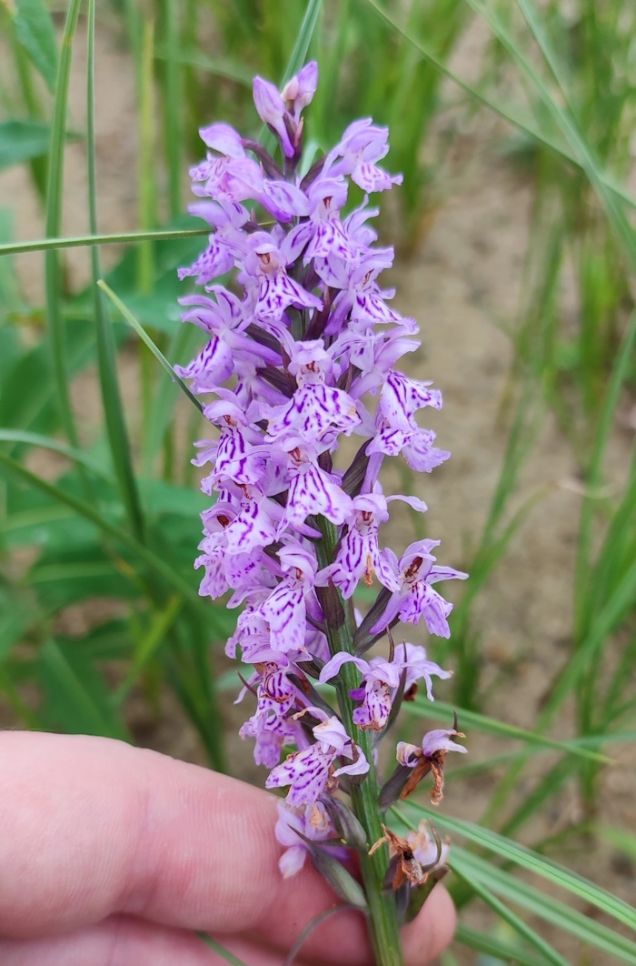 Image of Dactylorhiza fuchsii specimen.