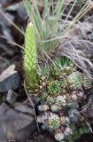 Orostachys spinosa