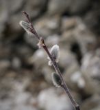 View full-size image Salix recurvigemmata