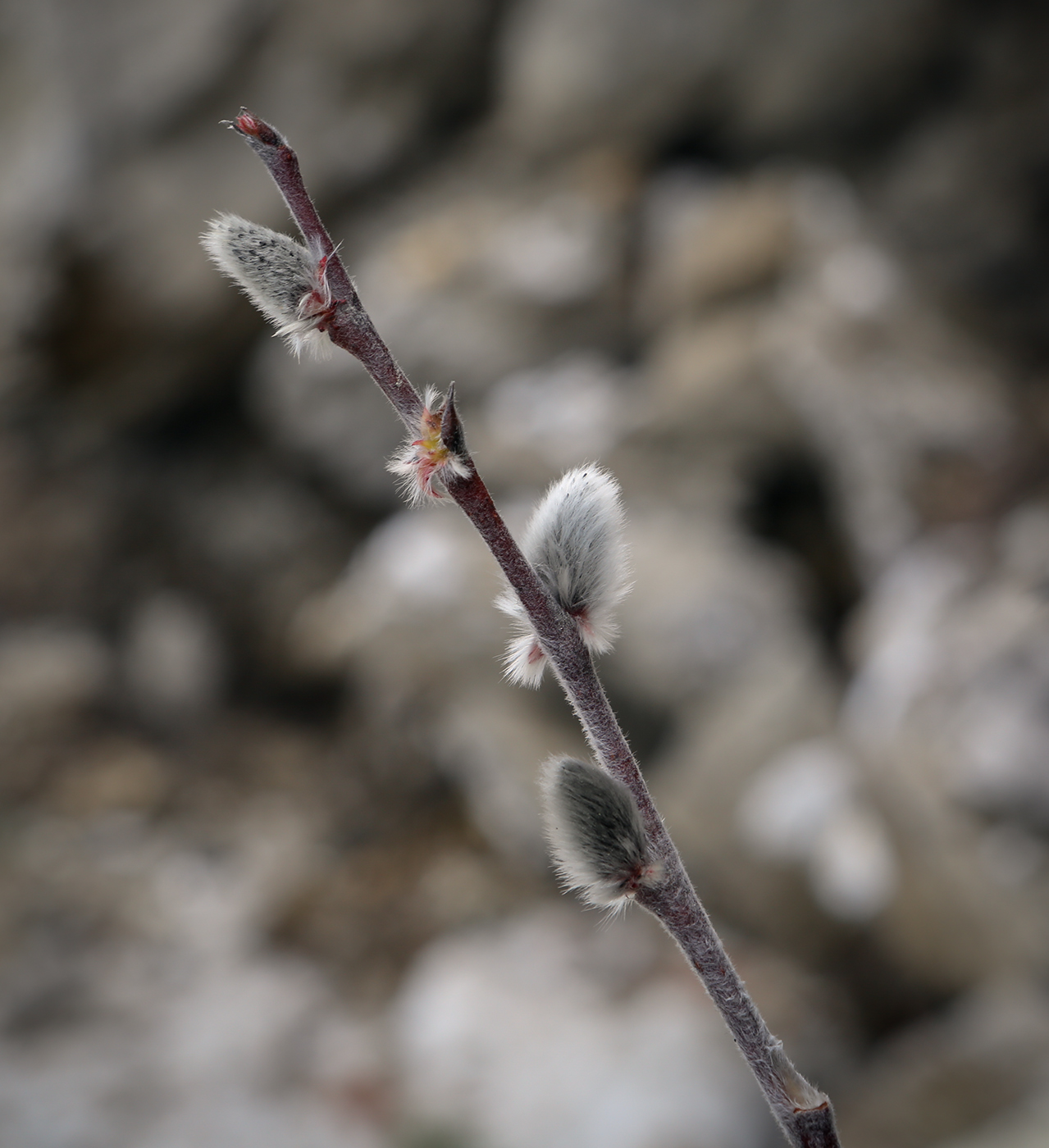 Изображение особи Salix recurvigemmata.