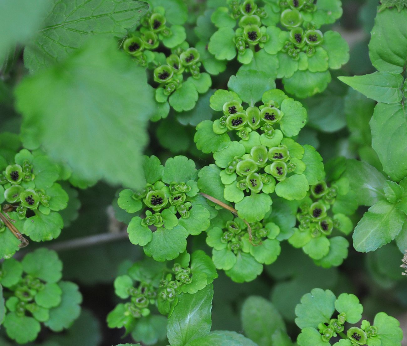 Image of Chrysosplenium alternifolium specimen.