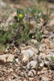 View full-size image Melilotoides brachycarpa
