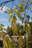 View full-size image Quercus rubra