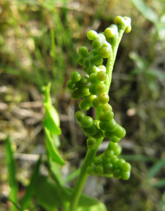 Image of Botrychium lunaria specimen.