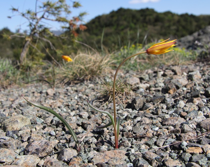 Image of Tulipa australis specimen.