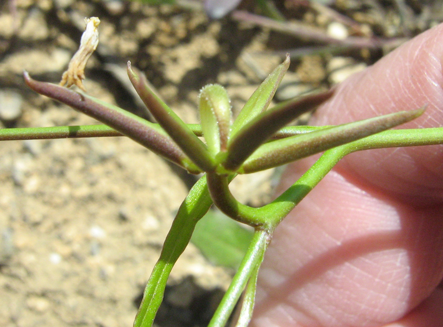 Image of Rhagadiolus edulis specimen.