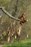 View full-size image Fraxinus pennsylvanica