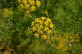 View full-size image Prangos ferulacea