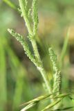 View full-size image Achillea arabica