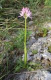 Orchis italica. Цветущее растение. Италия, Лацио, Латина, бухта Гаэта. 08.04.2011.