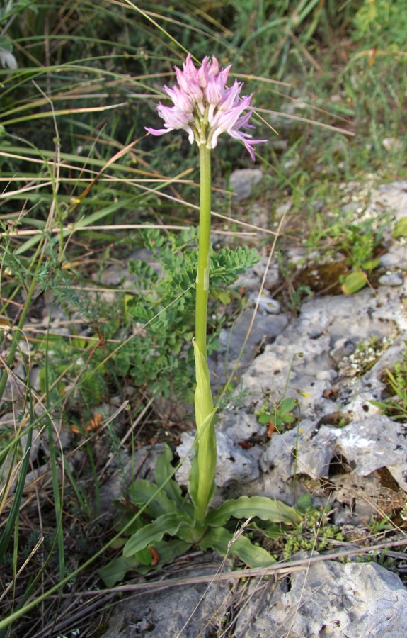 Image of Orchis italica specimen.