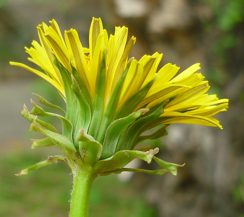 Image of Taraxacum brassicifolium specimen.