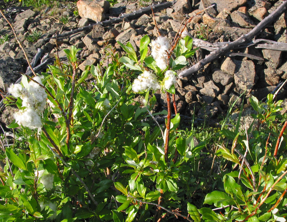 Изображение особи Salix taraikensis.